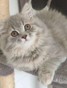 BLH KITTEN ABGABEBEREIT - Wuppertal