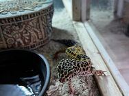 Leopardgeckos plus Terrarium abzugeben - Nieder-Olm