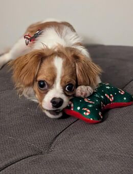 Cavalonka Mädchen 10 Monate alt sucht ein neues Zuhause - Essen