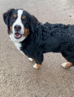 Berner Sennenhund Rüde 3 Jahre - Dettelbach