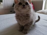 Selkirk Rex British Kurzhaar Kitten 650VB ab dem 6.6.25 ab zu geben VB - Heide