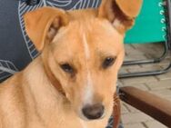 Hundebaby JERRY - Gefrees