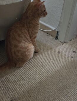 Orange farbiger norwegische waldkatze - Hessisch Oldendorf