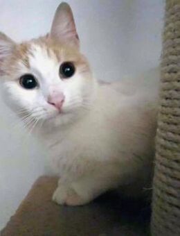 Liebes, sanftes Katzenmädchen Blonda - Karlsruhe