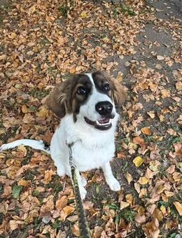 Zelda sucht ihr Zuhause für immer - Großefehn