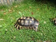 Breitrandschildkröte Männlich - Ahlen