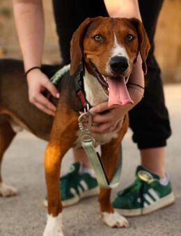 Jagdhundmix Zigi - Ellerbek