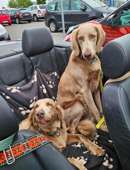 Langhaar-Weimaraner Wurfankündigung - Wachtberg
