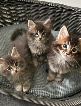 Maine Coon Katze - Vechta