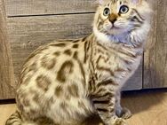 Seltenes snow mink Cashmere Bengal Mädchen - Wurzbach