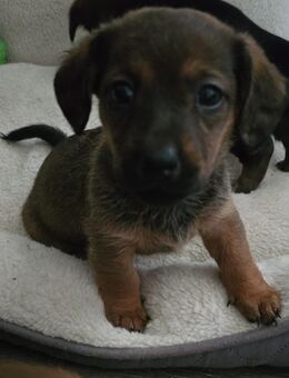 Zwergdackel Welpen * Zwergdackel Border Terrier - Rhede