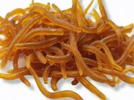 50 bis 100 Angelköder Wurm 3,5cm weiche Künstliche Gummi Angel Köder Braun Rot 7,90 €–10,90 €* - Villingen-Schwenningen