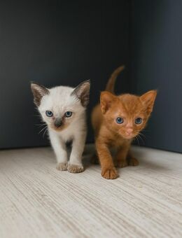 Orientalisch Kurzhaar Kitten, 13 Wochen, abholbereit – 1 Katze, 2 Kater - Neumünster