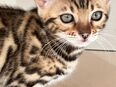 Bengal Kitten – mit Stammbaum – abgabebereit ab Anfang Mai - 1 Mädchen und 1 Junge noch frei in 35580