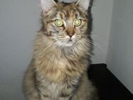 Maine Coon süsse Kitten - Hambühren