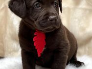 Labrador Retriever Welpen, Farbe schokobraun - Lobbach