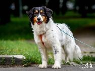 Dolly❤️derzeit in 26810 Westoverledingen - Rott (Inn)