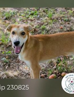 Chip 230825: Hundekind sucht ein Zuhause - Kirchzell