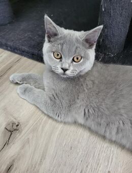 BKH Zuchtkatze !!! - Elkenroth
