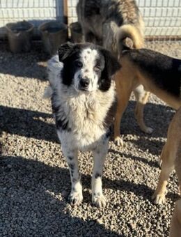Hannes mit der besonderen Zeichnung - Celle