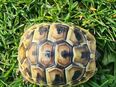 Noch ein griechisches Landschildkrötenbaby sucht verantwortungsbewusste Besitzer! in 24576