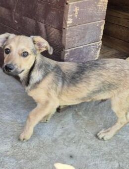 Junger Rüde 175632 stellt sich vor - Köln