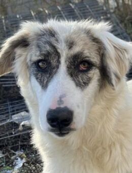 Gerda, geb. ca. 02/2023, Griechenland - Euskirchen