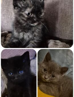Bkh Siam mix kitten - Berlin