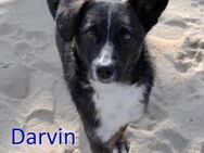 DARVIN ❤sucht Zuhause oder Pflegestelle - Langenhagen