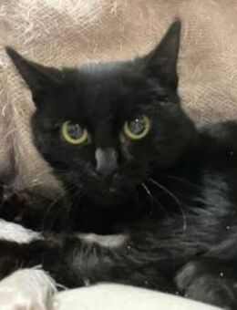 Katze PLAMENA war mehr tot als lebendig! - Augsburg