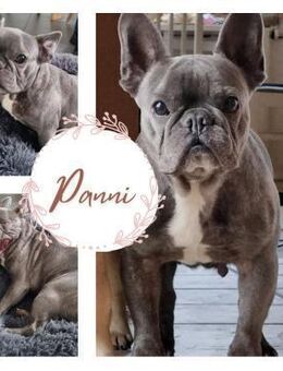 PANNI PP Bestager sucht seine Familie - Neustadt (Rübenberge)