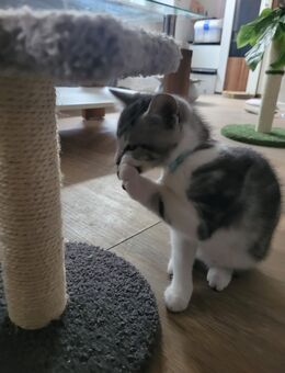 Besonderer Baby-Kater sucht besondere Menschen - Kehrig
