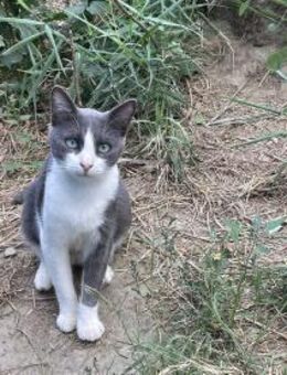 Merlin - süßes Katzenmodel - Idstein