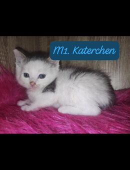 Kitten - Niederwürschnitz