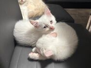 Ragdoll BKH Mix Kitten - Oranienburg