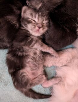 XL Main Coon kitten suchen Zuhause für immer Ende März - Weste