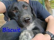 Biscuit glücklicher Kuschelhund GRC - Ruppertsecken