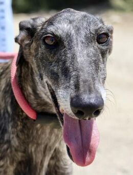 Quitana, verschmust, offen , neugierig - Westerholt