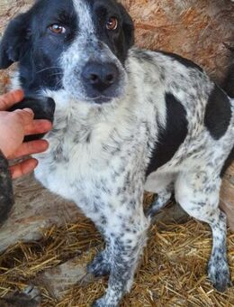 Mio 55 cm (Pflegestelle) - Alpenrod