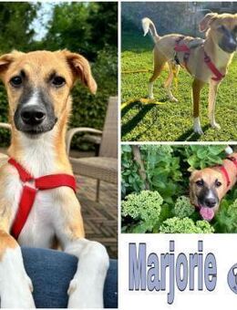 MARJORIE -liebe und verschmuste Seele- - Duisburg