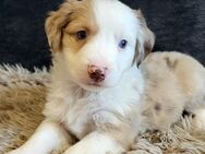 Mini Aussie Welpen, Miniatur Australian Shepherd - Ulmen