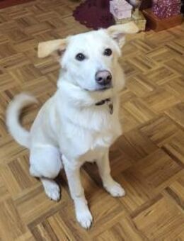 traumhafter Junghund GAVIN - Kallmünz