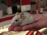 Degu Babys - Wittenburg