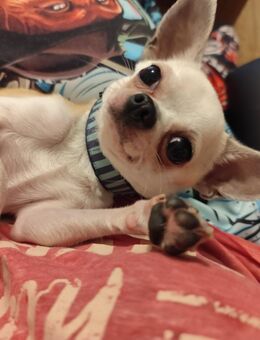 Chihuahua Deckrüde - Mühlhausen (Regierungsbezirk Mittelfranken)