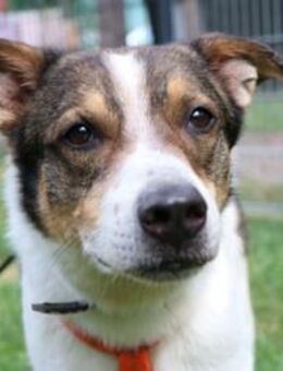 Bobby, sensibel su. ruhiges Zuhause - Neuhausen (Spree)