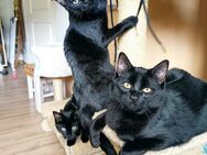 Katzen Geschwister suchen ihr Zuhause Katze, Kater - Kusel