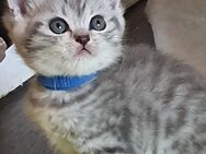 Reinrassiges Bkh Katerchen sucht Dich❤ - Calden