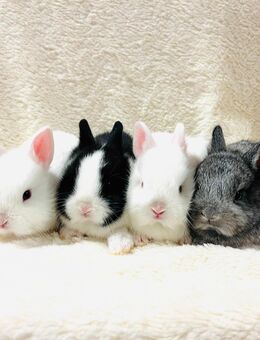 Farbenzwerge Baby Häschen Zwergkaninchen - München Hadern