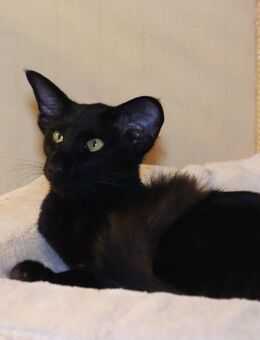 Zauberhafte OLH in magischen schwarz - Neuburg (Donau) Zentrum