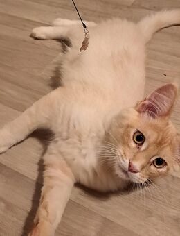 Maine Coon-Schmusemonster sucht Dosenöffner - Dresden